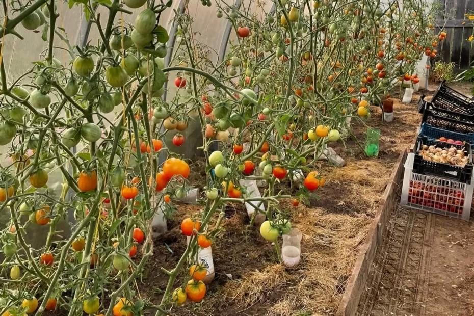 Секрет из чайной банки: подкормка, превращающая слабые кусты томатов в урожайных гигантов