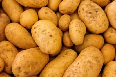 Когда лучше всего в 2024 году сажать картошку, чтобы она была крупной и вкусной: главные правила