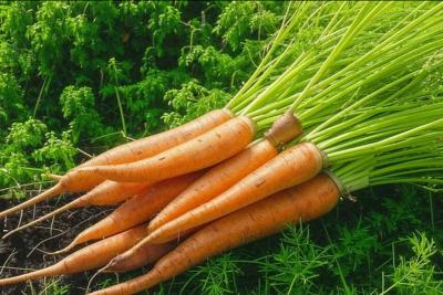 Вкуснейшая намазка на хлеб: икра из моркови - полезно и бюджетно