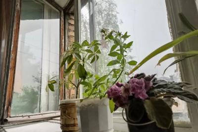 Цветы-вампиры: 10 ядовитых комнатных растений, которые запрещено держать дома