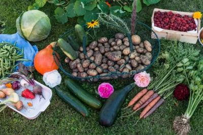 В Европе отказались, а россияне все еще едят: этот вкусный овощ убивает ваши почки