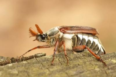Хрущи и медведки обречены: 100 грамм, и они отправятся в Царство Мертвых