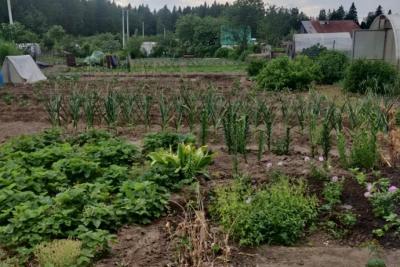 Март с аномальной жарой круто меняет сроки садово-огородных работ: стали известны новые даты