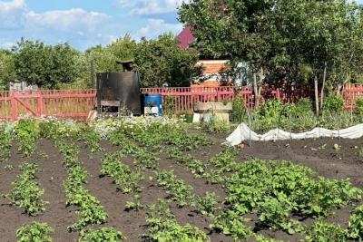 Обычная крупа сделает почву мягкой как пух: стоит копейки, урожай увеличивает в разы - вместо глины будет чернозём