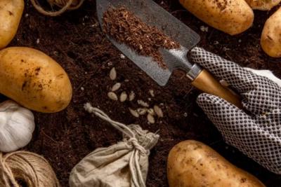 Чтобы добиться максимального урожая картофеля, нужно использовать эту добавку и вносить непосредственно в грунт