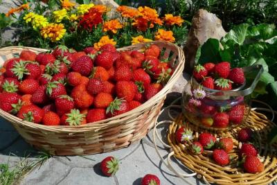 В мае собираю горсть и насыпаю под кусты клубники: летом собираю урожай крупных и сладких ягод