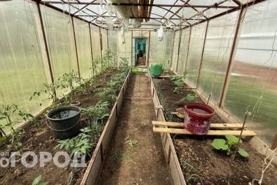 Огурцы будут мощные и сочные: достаточно щепотки на ведро воды