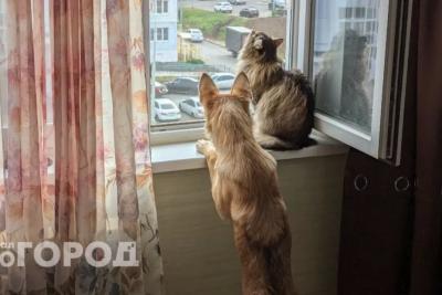 За выгул собак будут штрафовать: любителей домашних животных озадачили новым законом