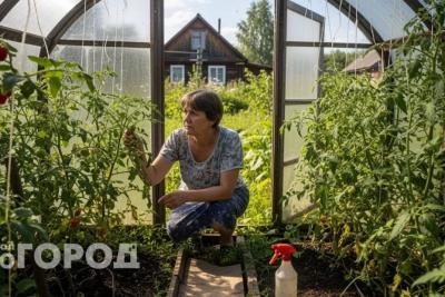 За обработку сада от тли и муравьев будут штрафовать без разбора с 11 июля: для дачников вводят новый жесткий запрет