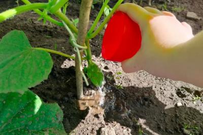 Лью 1 стакан под огурцы - они прут как бешеные, даже хилые растения обильно заплодоносят: лучшие подкормки для огурцов