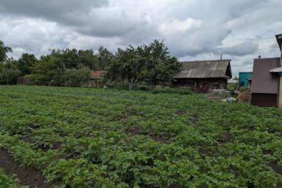 Защита картофель от колорадского жука за 50 рублей: секрет опытных огородников