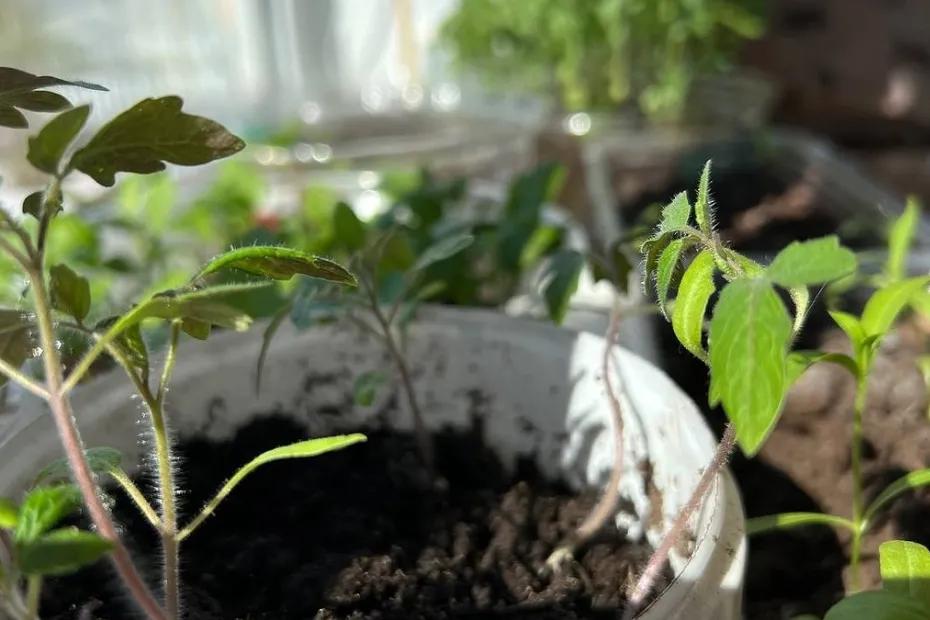 Когда сажать рассаду овощей и цветов в 2026 году: благоприятные дни по лунному календарю и региональные особенности