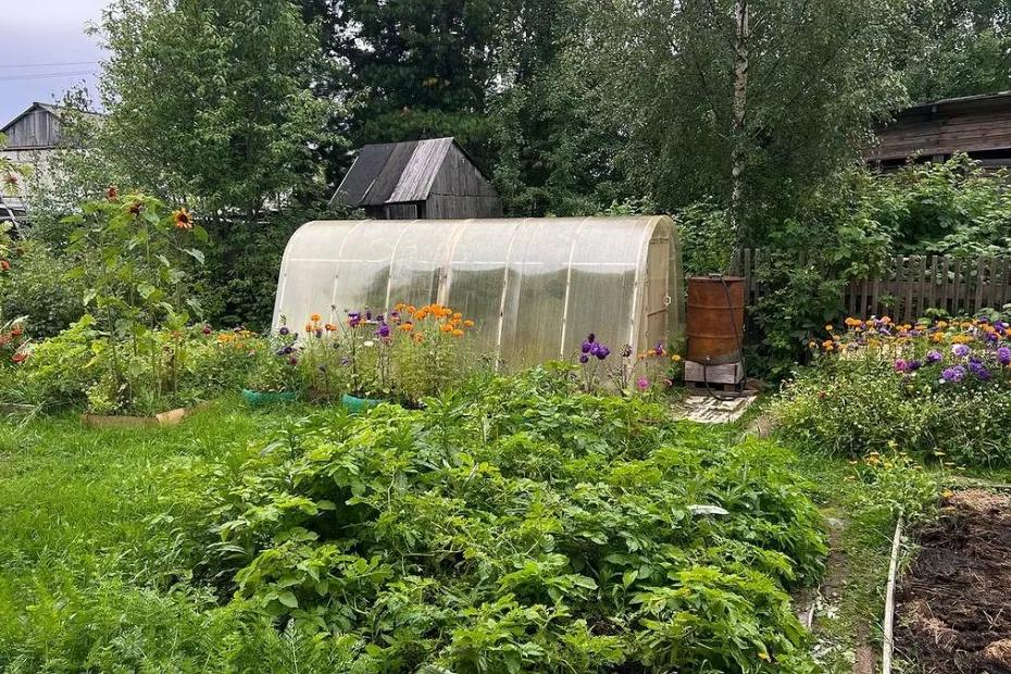 70 граммов дрожжей - и огурцы дают до 20 кг с куста: пробуйте этот метод и не пожалеете