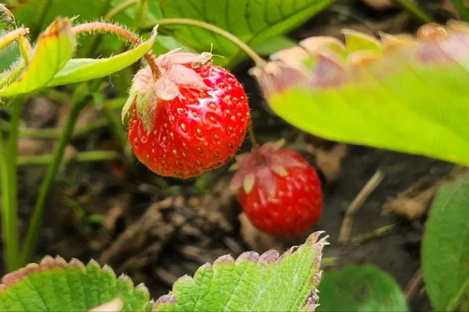 Самое эффективное средство: насыпьте под кусты малины и собирайте ягоду вёдрами