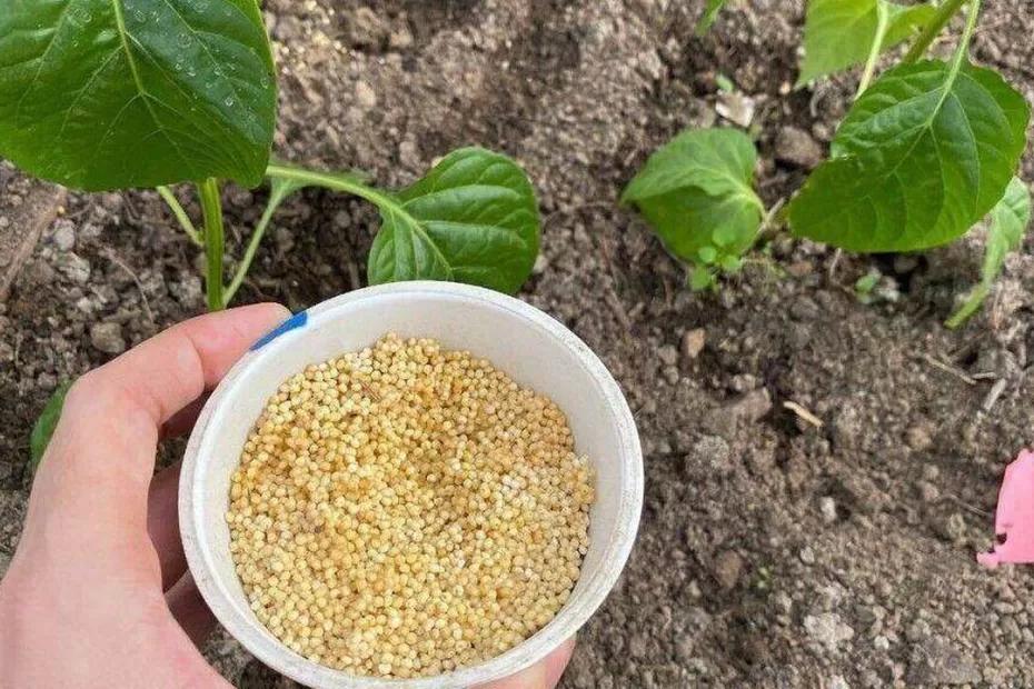 Раскидываю 1 пачку копеечной крупы по грядкам - земля как чернозём. Дорогой навоз больше не требуется