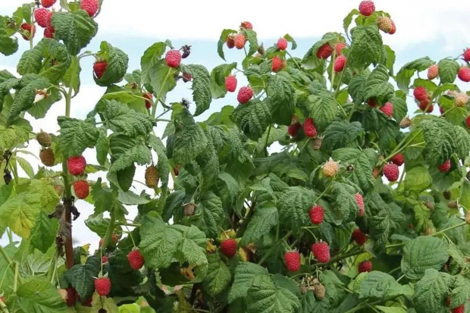 Как подготовить малину к зиме: 4 совета эксперта для богатого урожая на следующий год
