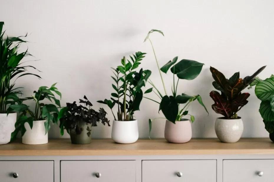 Эти 7 растений могут сделать ваш дом настоящими джунглями: готовьтесь к зелёным гигантам