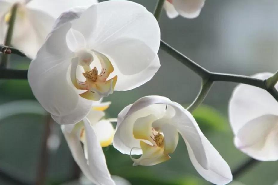 30 мл на 1 л. воды - и орхидея будет бешено цвести: самый настоящий целебный эликсир для вашего любимого фаленопсиса