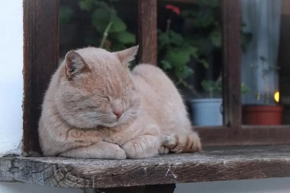 Кладу на подоконник одну вещь - в доме тепло даже в -40&deg;C, а пахнет хвойным лесом: секрет дедушки из Сибири