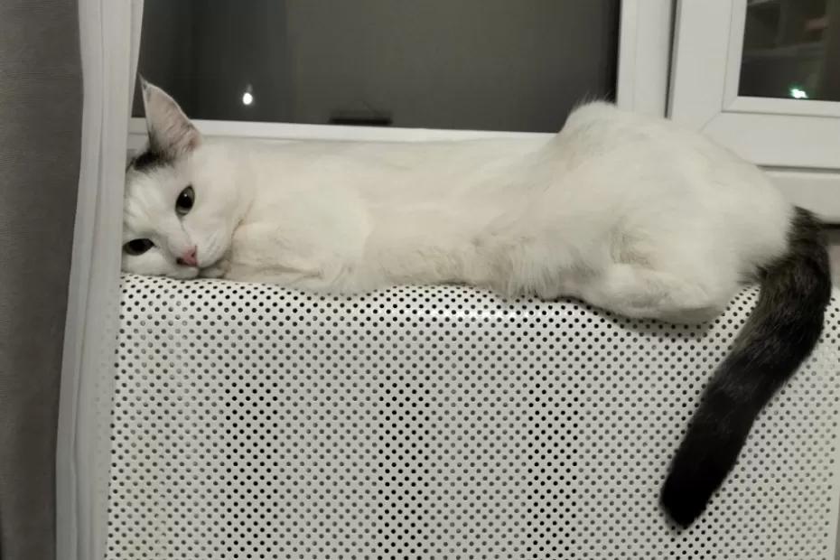 Почему умные пенсионеры заводят кошек, а не собак. 7 причин, о которых должны знать все, кому за 55