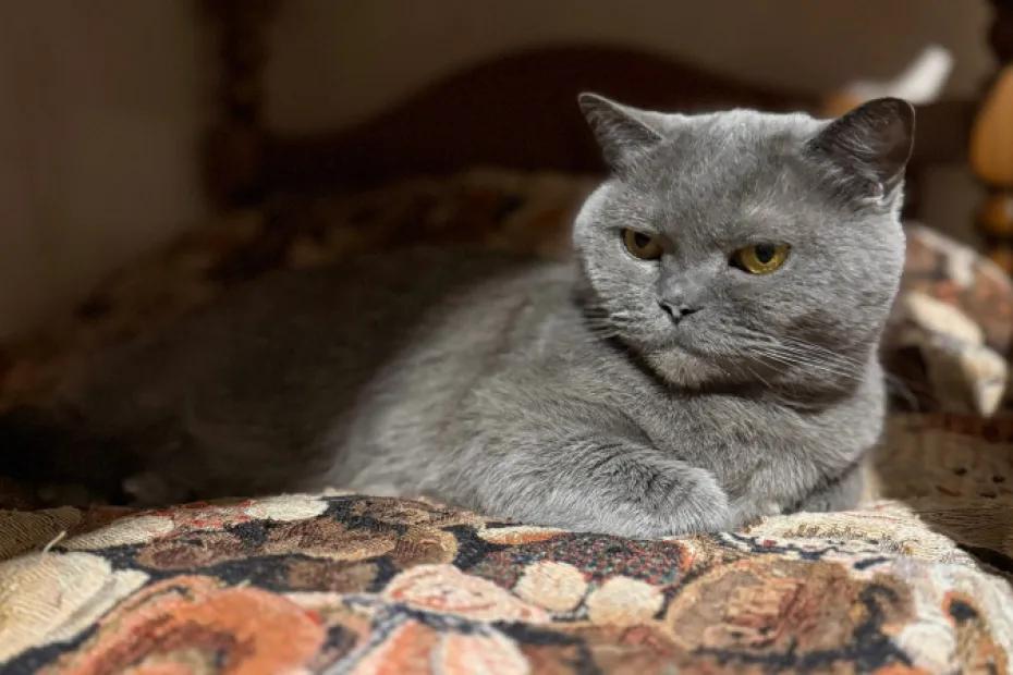 В каком возрасте приходит кошачья старость: ученые дают четкий ответ - с этого момента кот уходит «на пенсию»