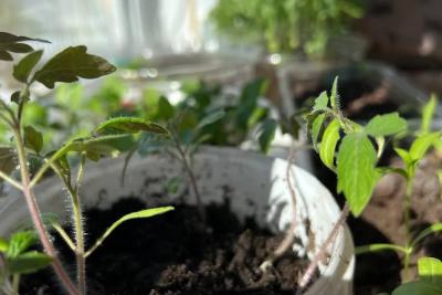 Когда сажать рассаду овощей и цветов в 2026 году: благоприятные дни по лунному календарю и региональные особенности