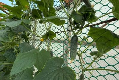 Урожай огурцов поднимается до небес: 1 горсть отвара - и с куста по 5 кг корнишонов!