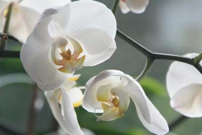 30 мл на 1 л. воды - и орхидея будет бешено цвести: самый настоящий целебный эликсир для вашего любимого фаленопсиса